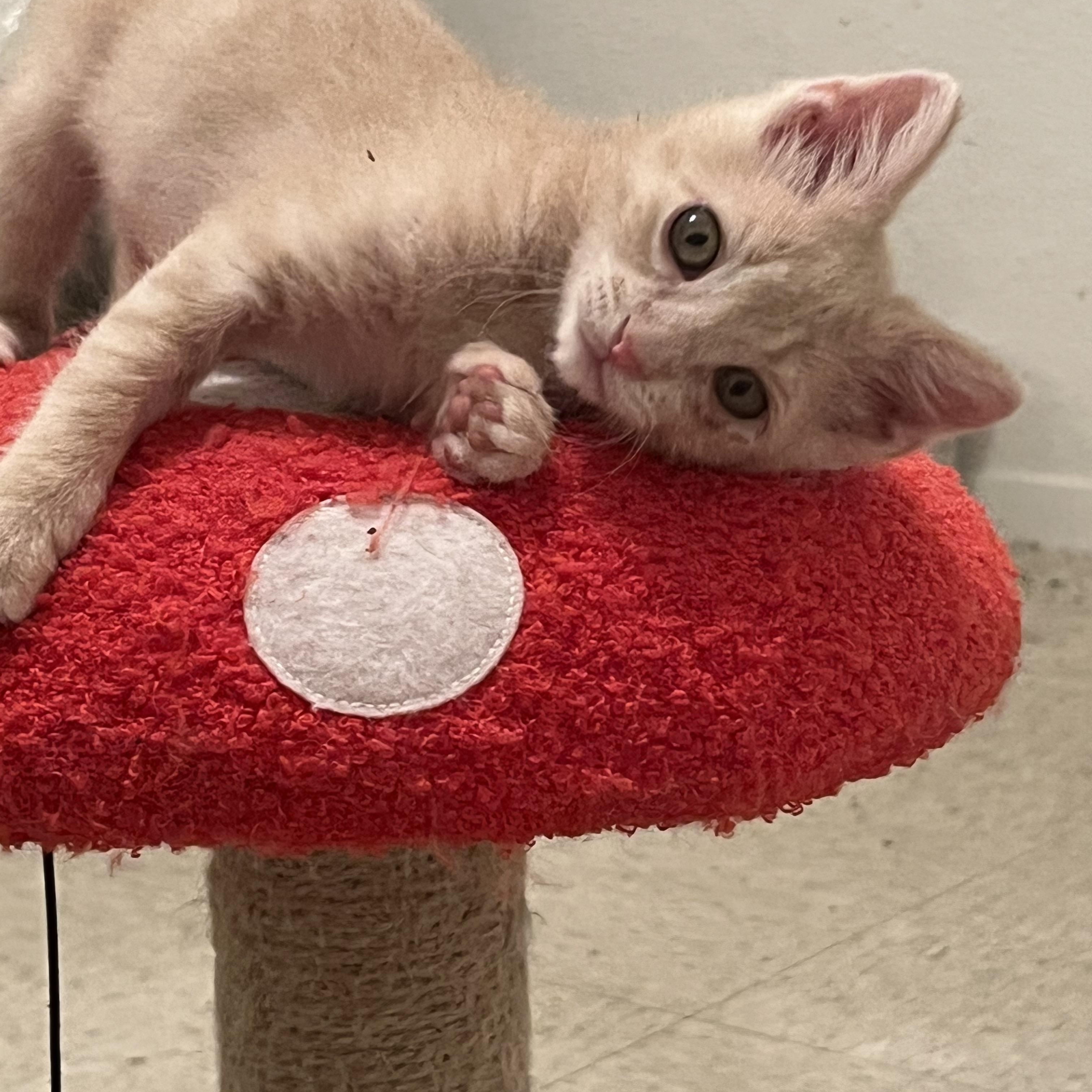 Enlarge Neville - Riley Fuzzel Petsmart, an adopted Domestic Short Hair in Spring, TX image 2/2