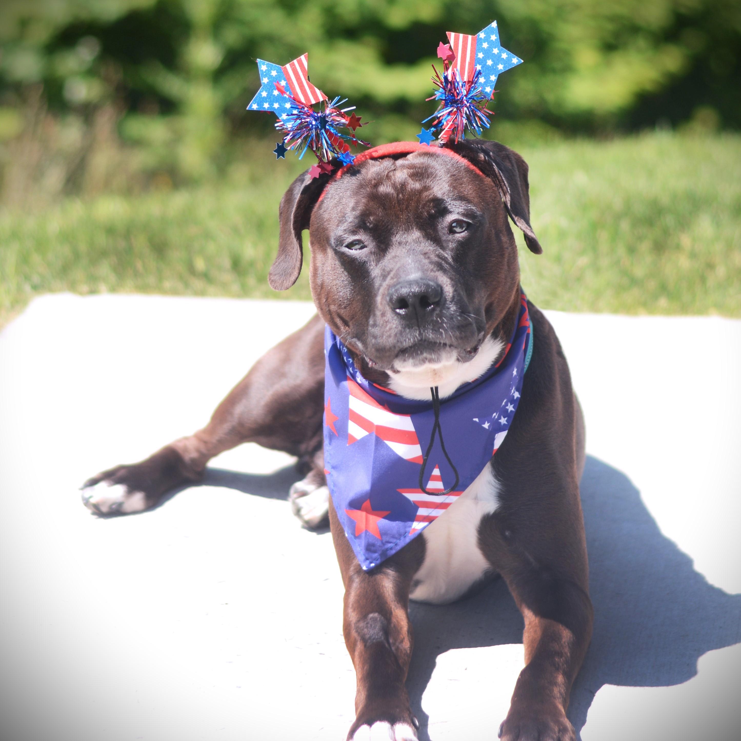 Thunder, an adoptable mixed breed in Amsterdam, NY image 1/4