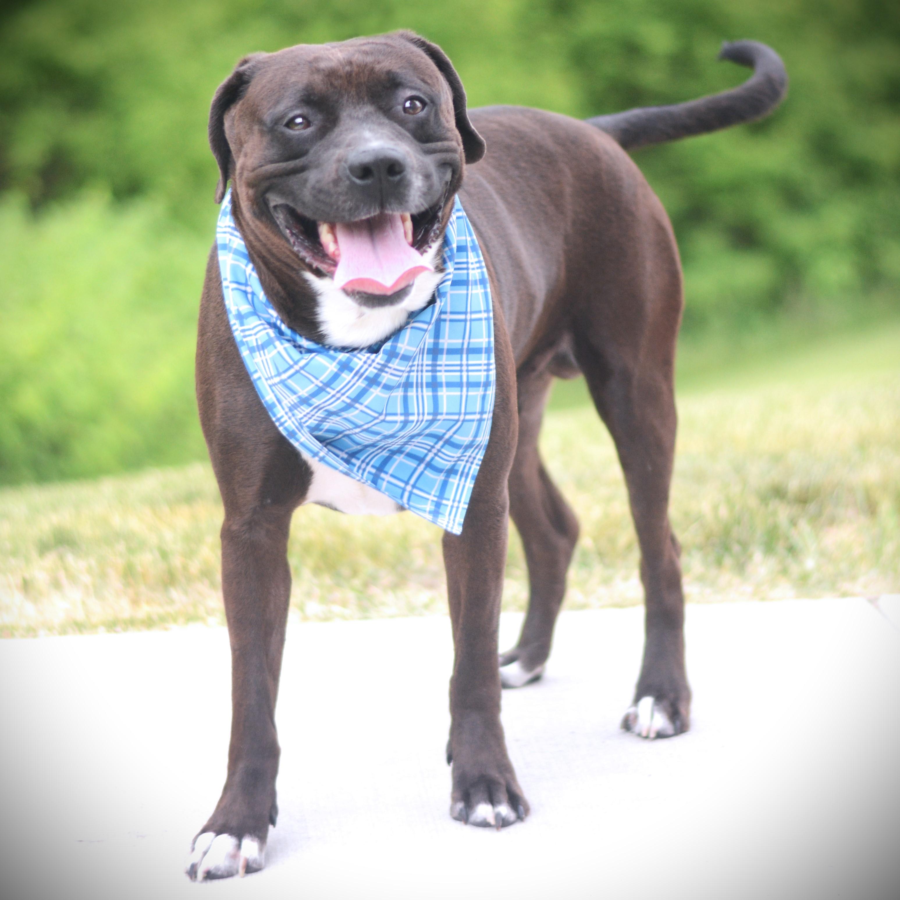 Enlarge Thunder, an adoptable mixed breed in Amsterdam, NY image 2/3