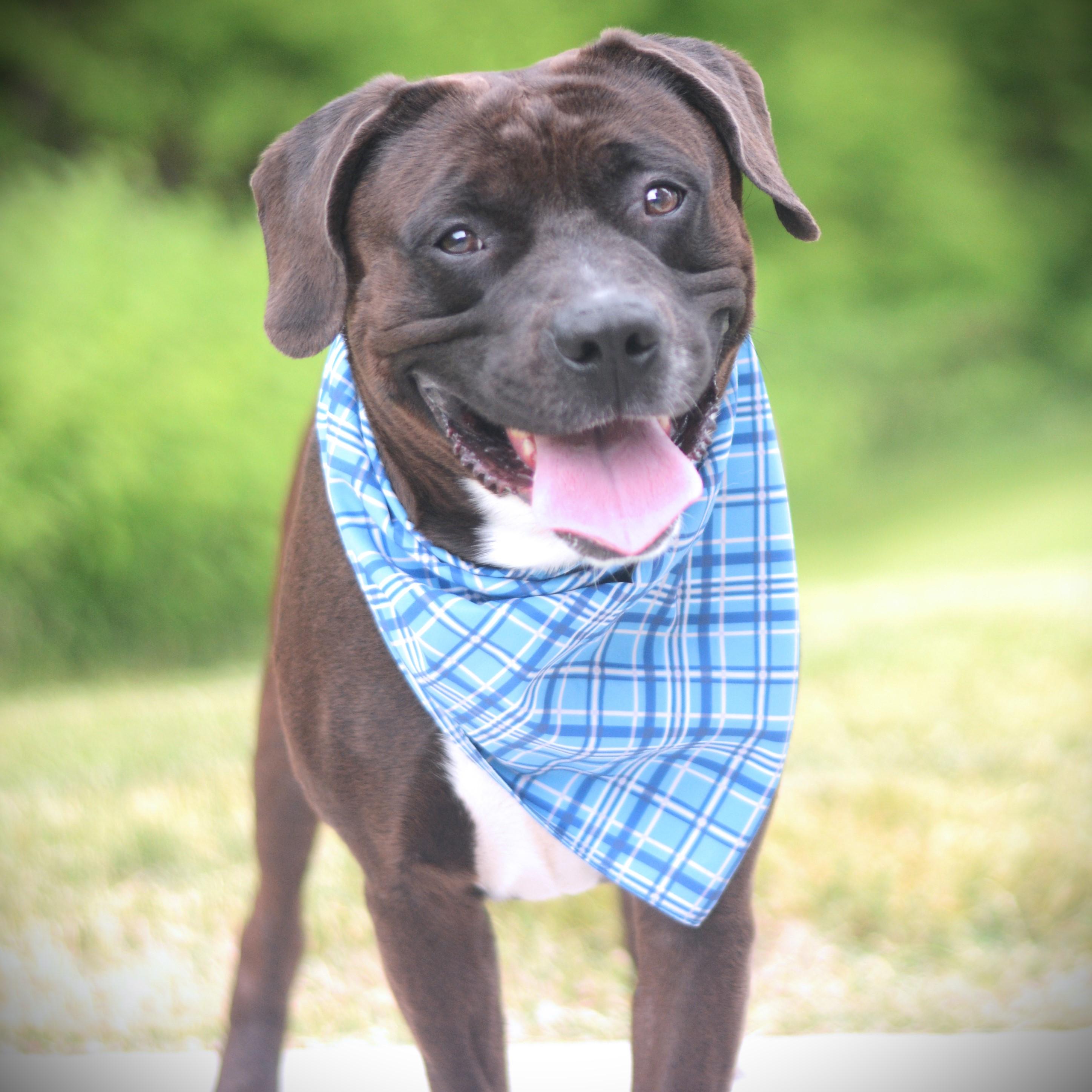 Thunder, adoptable, Adult Male Dalmatian & Pit Bull Terrier.