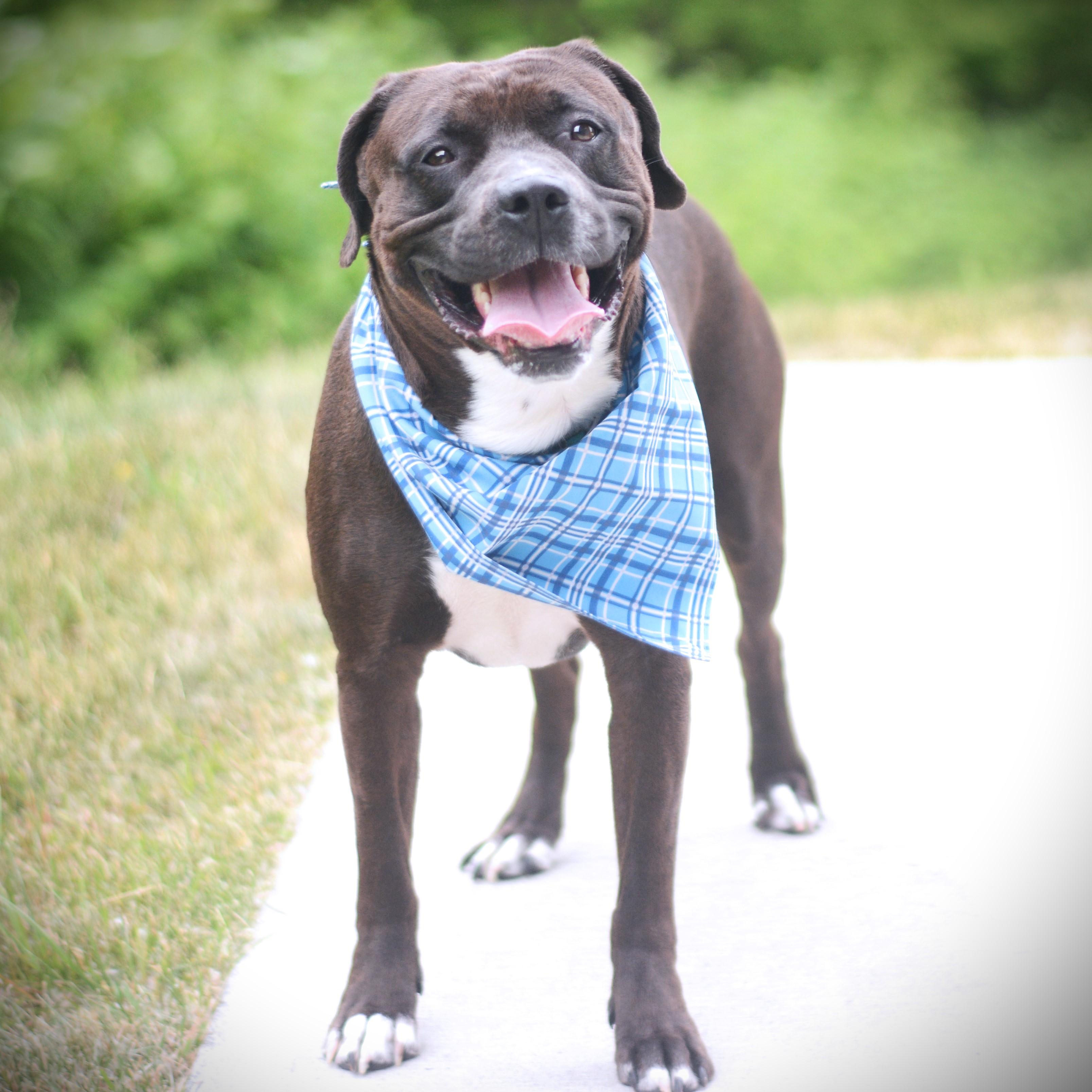 Enlarge Thunder, an adoptable mixed breed in Amsterdam, NY image 3/3