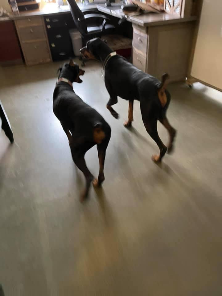 Bo, a Adopted Doberman Pinscher in Buffalo, MN image 1/3