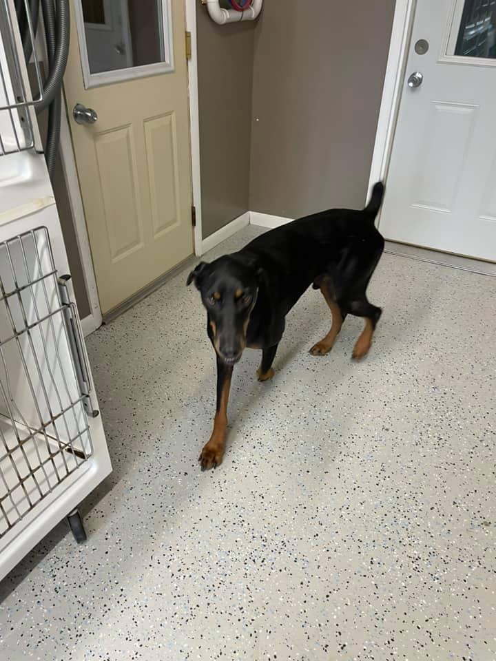 Bo, a Adopted Doberman Pinscher in Buffalo, MN image 2/3