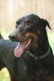Bo, a Adopted Doberman Pinscher in Buffalo, MN image 3/3