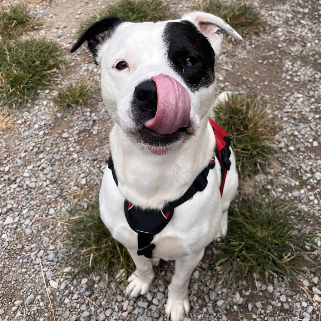 Zeus, Adoptable, Adult Male Mixed Breed.