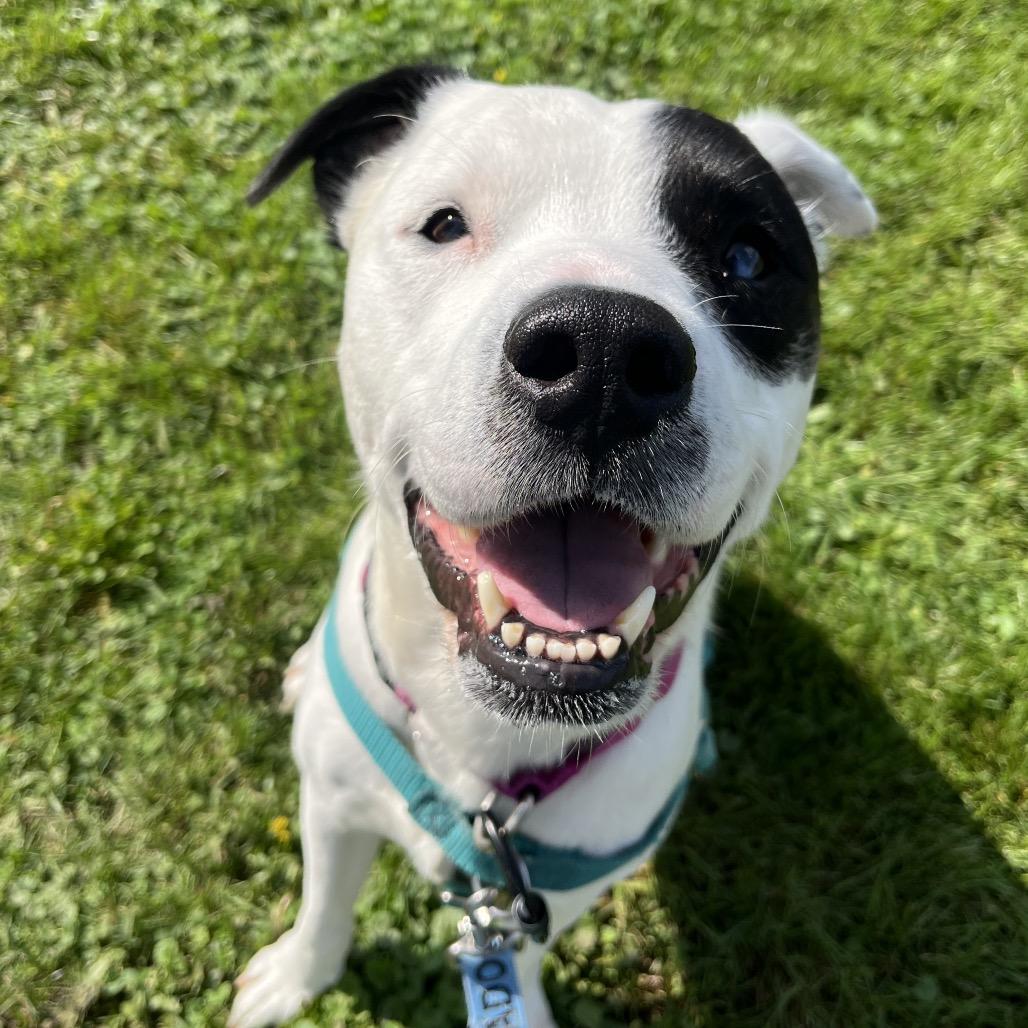 Enlarge Zeus, a Adoptable Mixed Breed in Fairport, NY image 2/6
