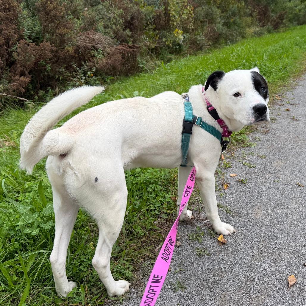 Enlarge Zeus, a Adoptable Mixed Breed in Fairport, NY image 3/6