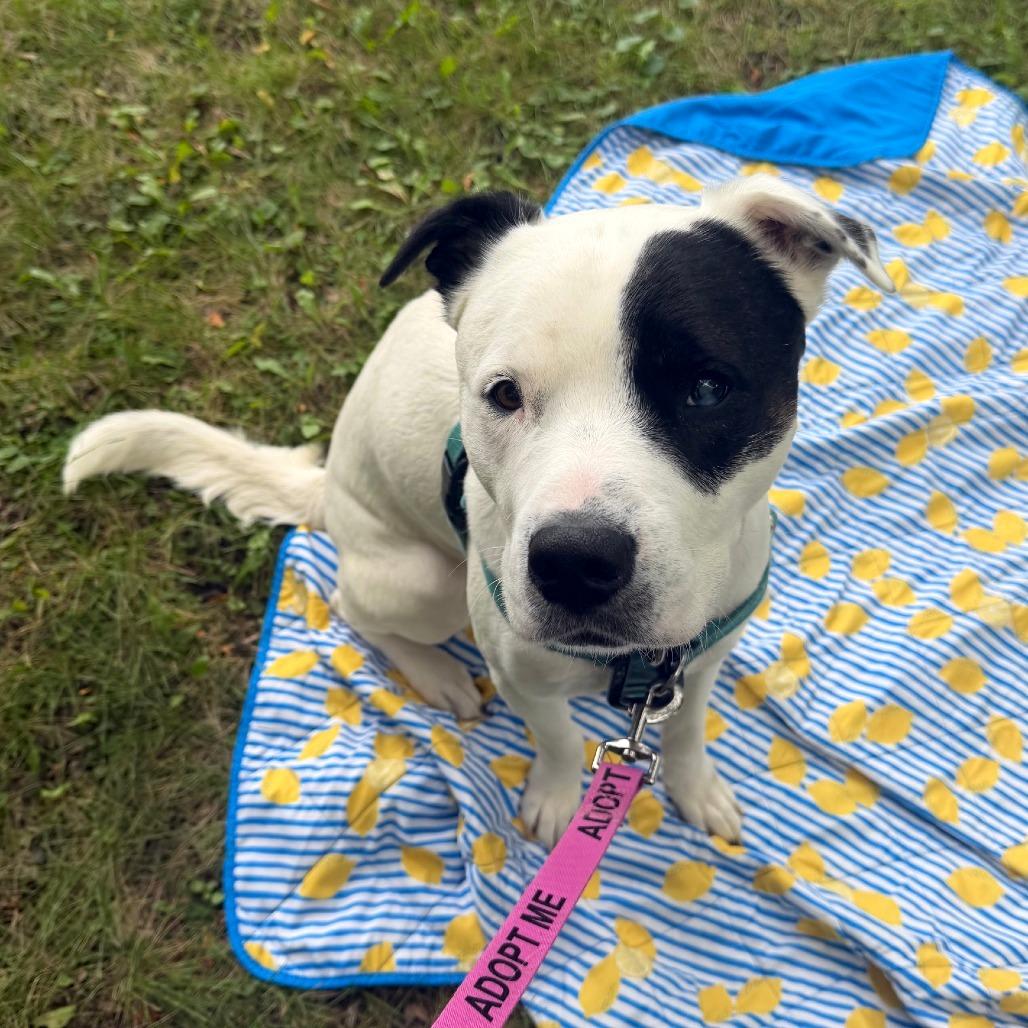 Enlarge Zeus, a Adoptable Mixed Breed in Fairport, NY image 4/6