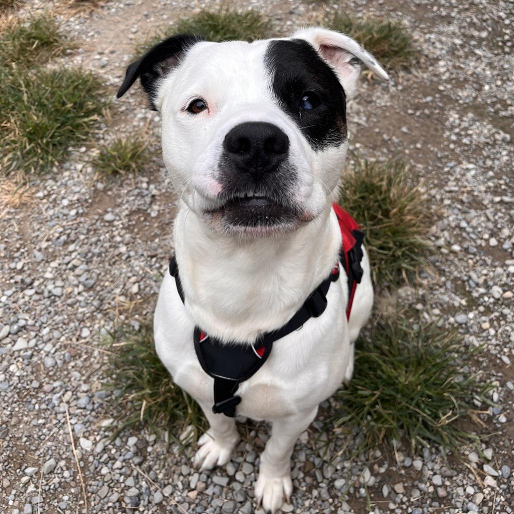Enlarge Zeus, a Adoptable Mixed Breed in Fairport, NY image 5/6