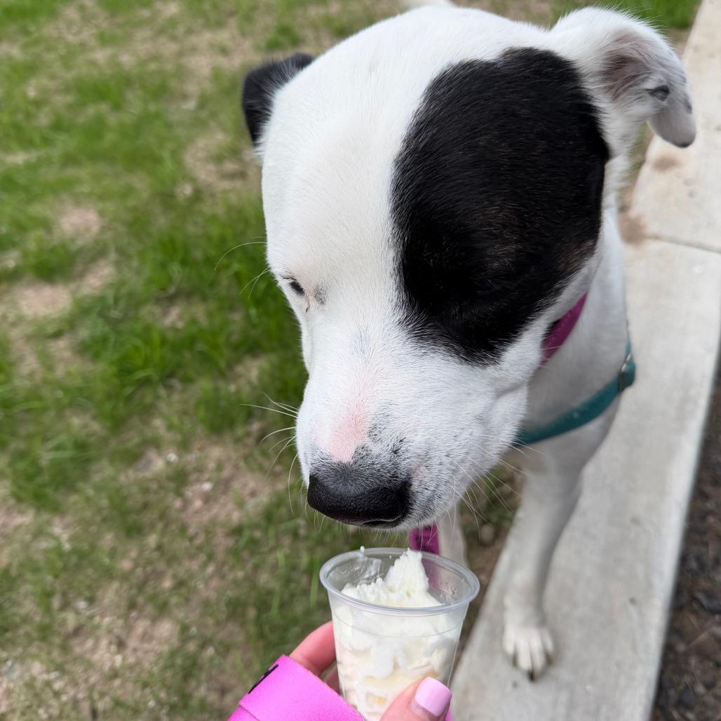Enlarge Zeus, a Adoptable Mixed Breed in Fairport, NY image 6/6
