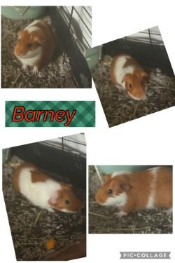 Barney, Adoptable, Adult Male Guinea Pig.