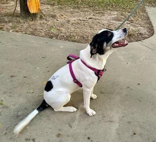 River, Adoptable, Young Female Great Pyrenees.