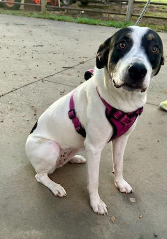 Enlarge River, a Adoptable mixed breed in Henniker, NH image 2/3