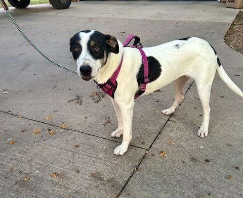 Enlarge River, a Adoptable mixed breed in Henniker, NH image 3/3