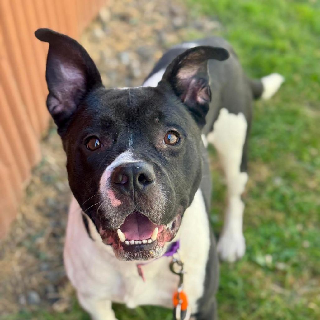 Nitro, Adoptable, Adult Male Pit Bull Terrier & Mixed Breed.
