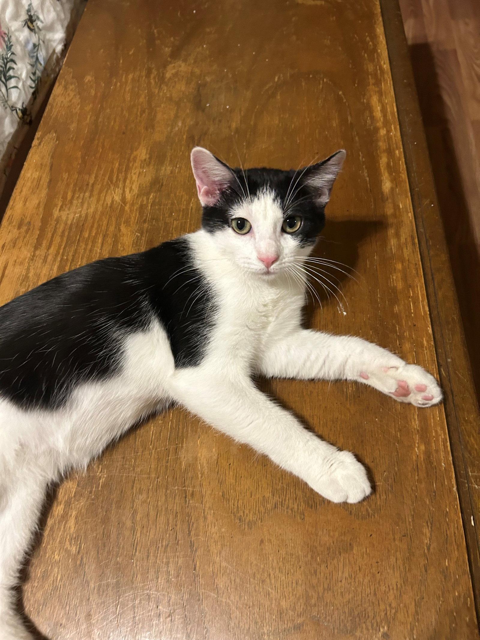 Bahar, Adoptable, Adult Female Domestic Short Hair.