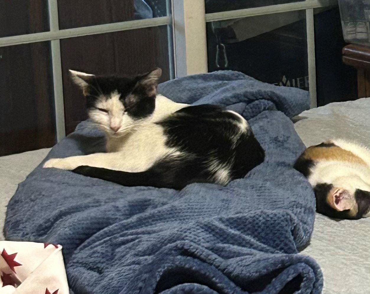 Enlarge Bahar, a Adoptable Domestic Short Hair in Phoenix, AZ image 3/3