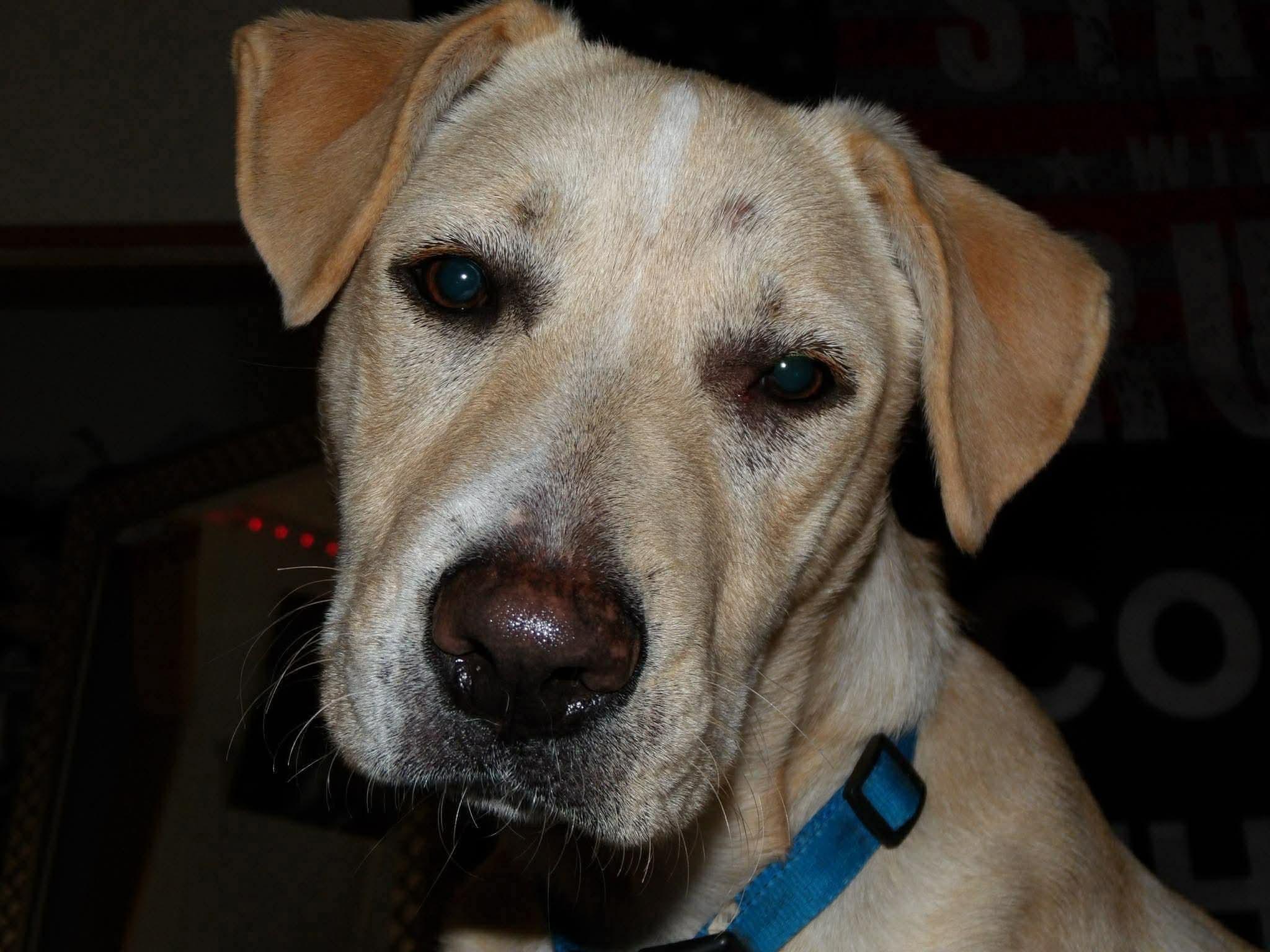 Max, a ADOPTABLE mixed breed in Cleveland, OK image 2/2