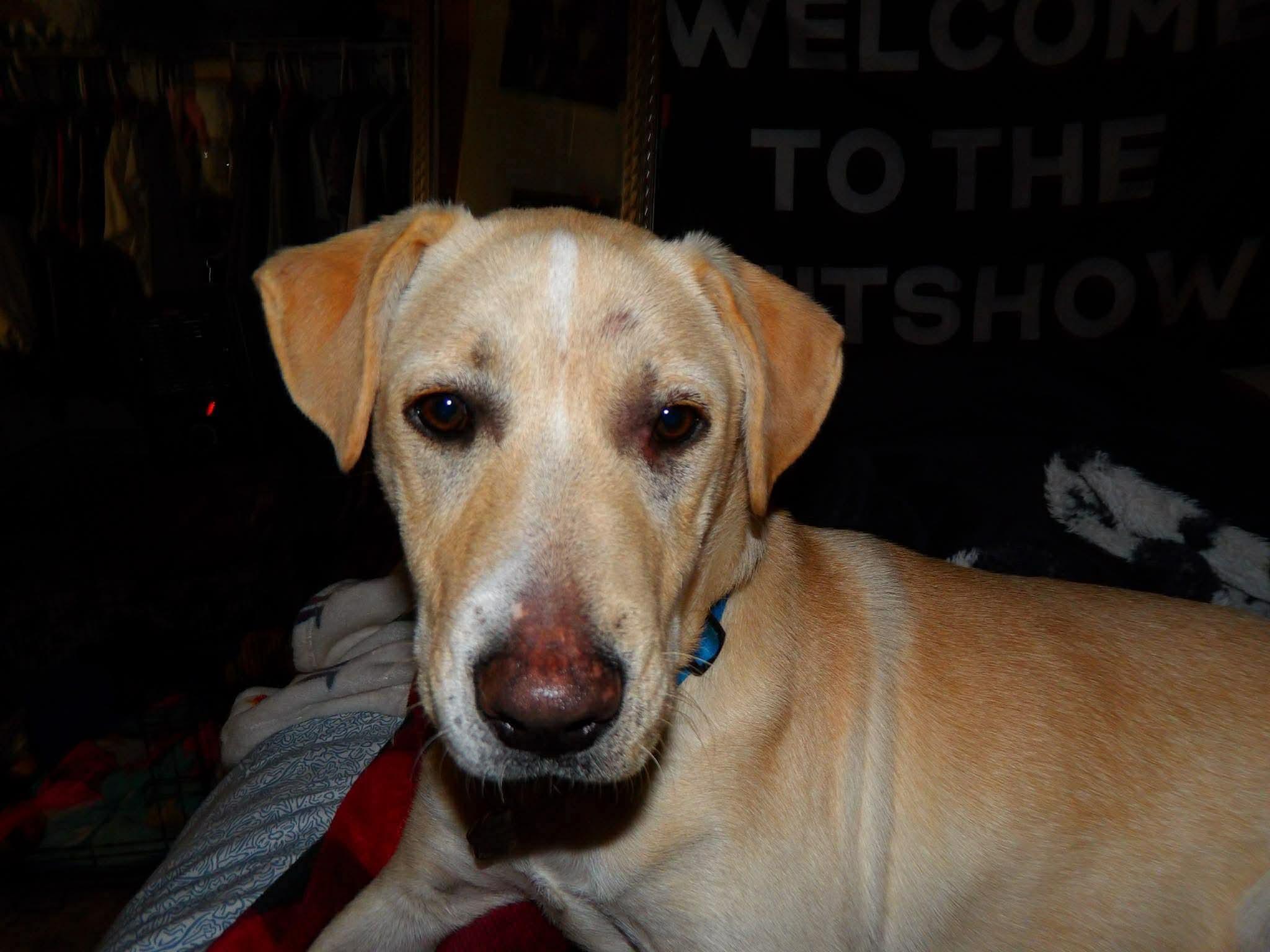 Max, a ADOPTABLE mixed breed in Cleveland, OK image 1/2