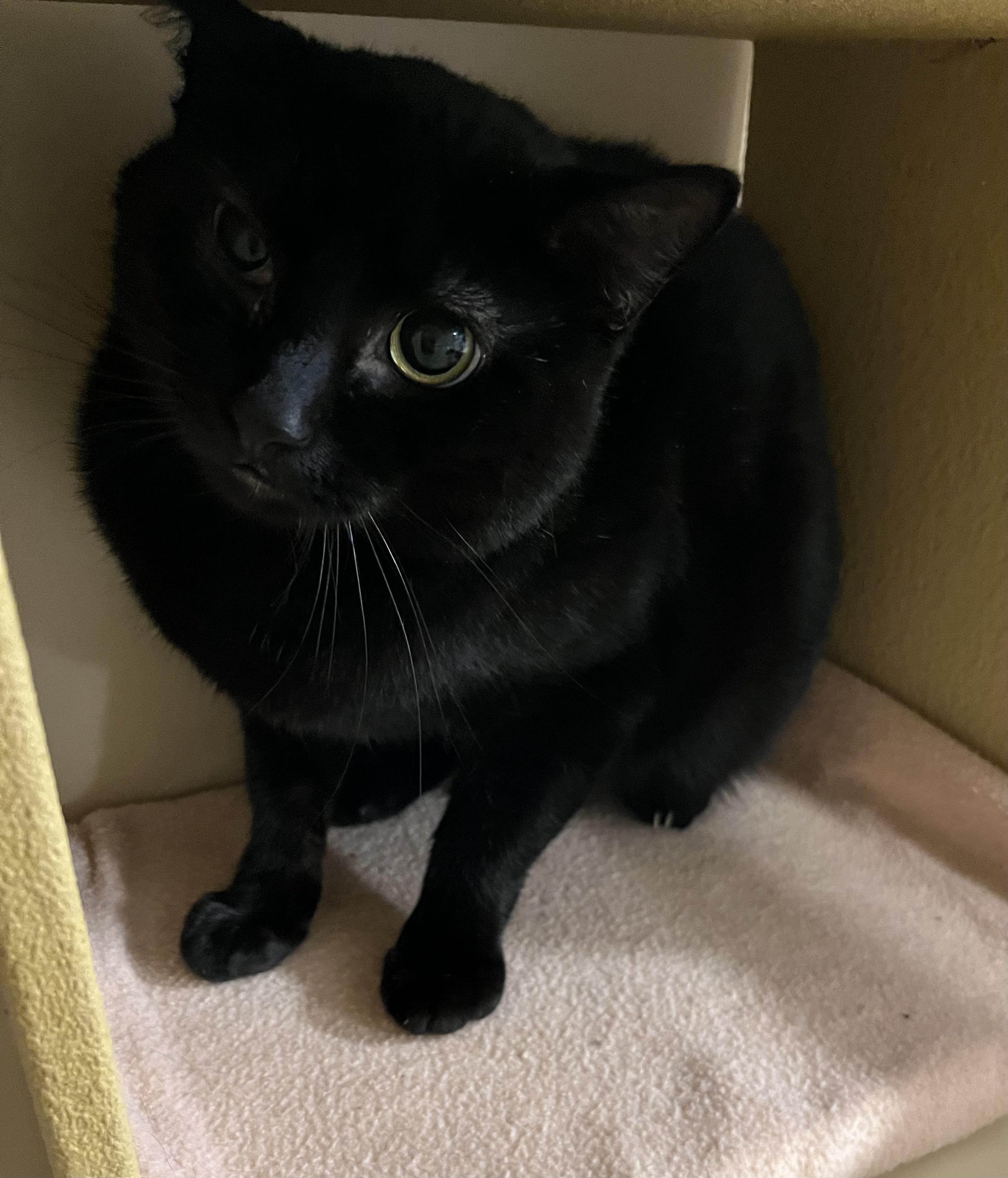 Enlarge Jojo, a Adoptable Domestic Short Hair in DeWitt, NY image 3/3