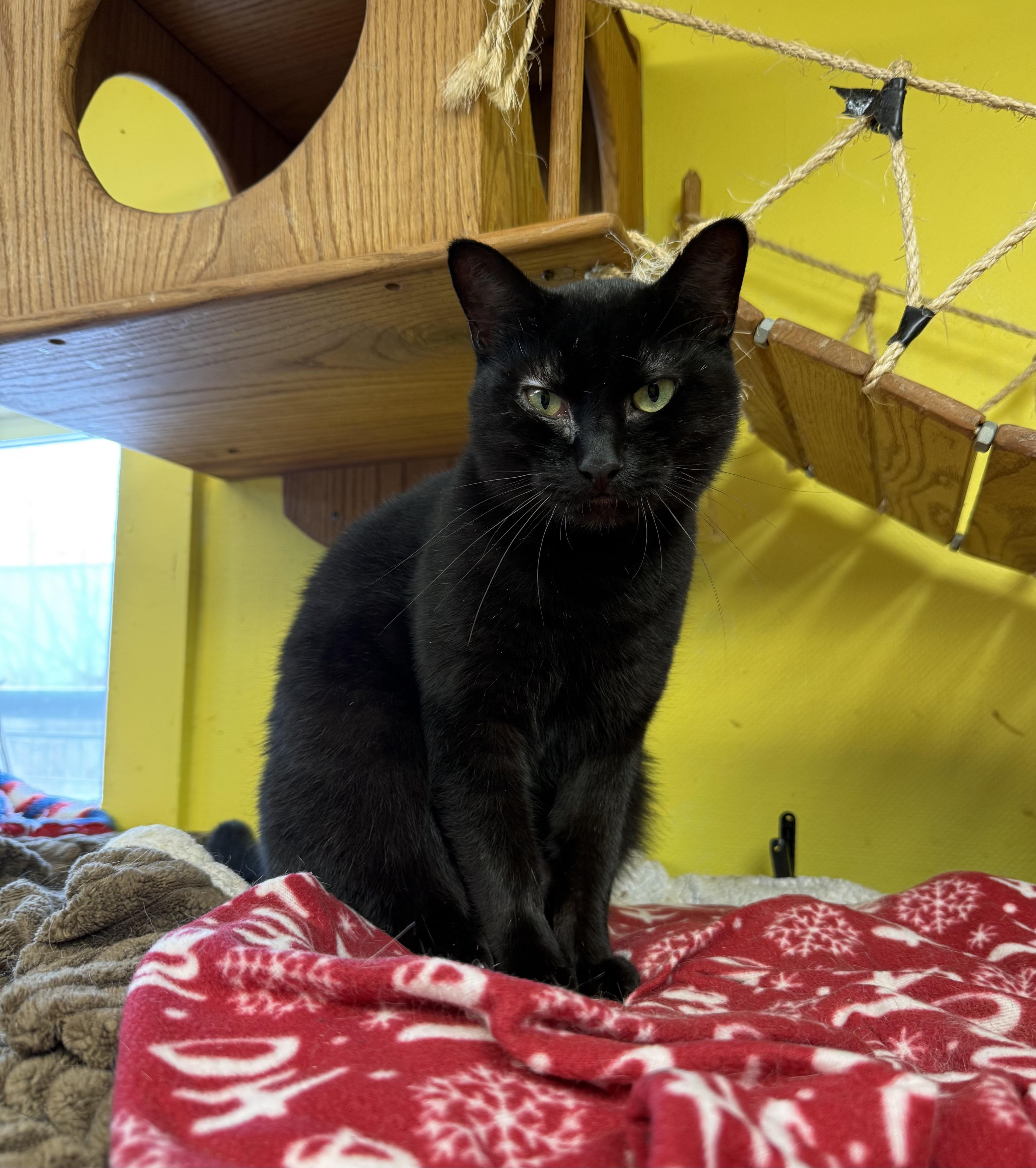 Enlarge Jojo, a Adoptable Domestic Short Hair in Cortland, NY image 2/2