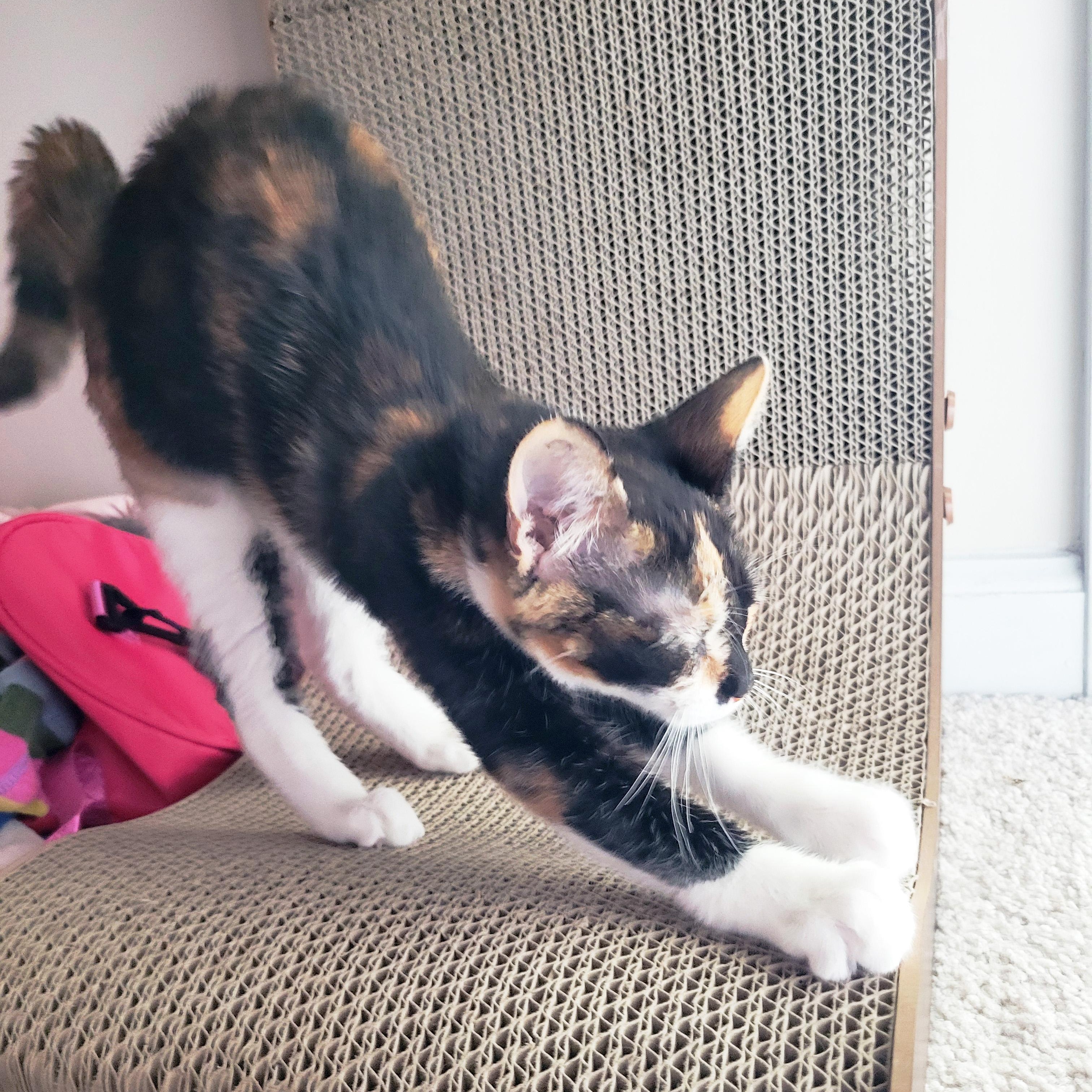 Minstrel, a Adoptable Domestic Short Hair in Apex, NC image 3/3