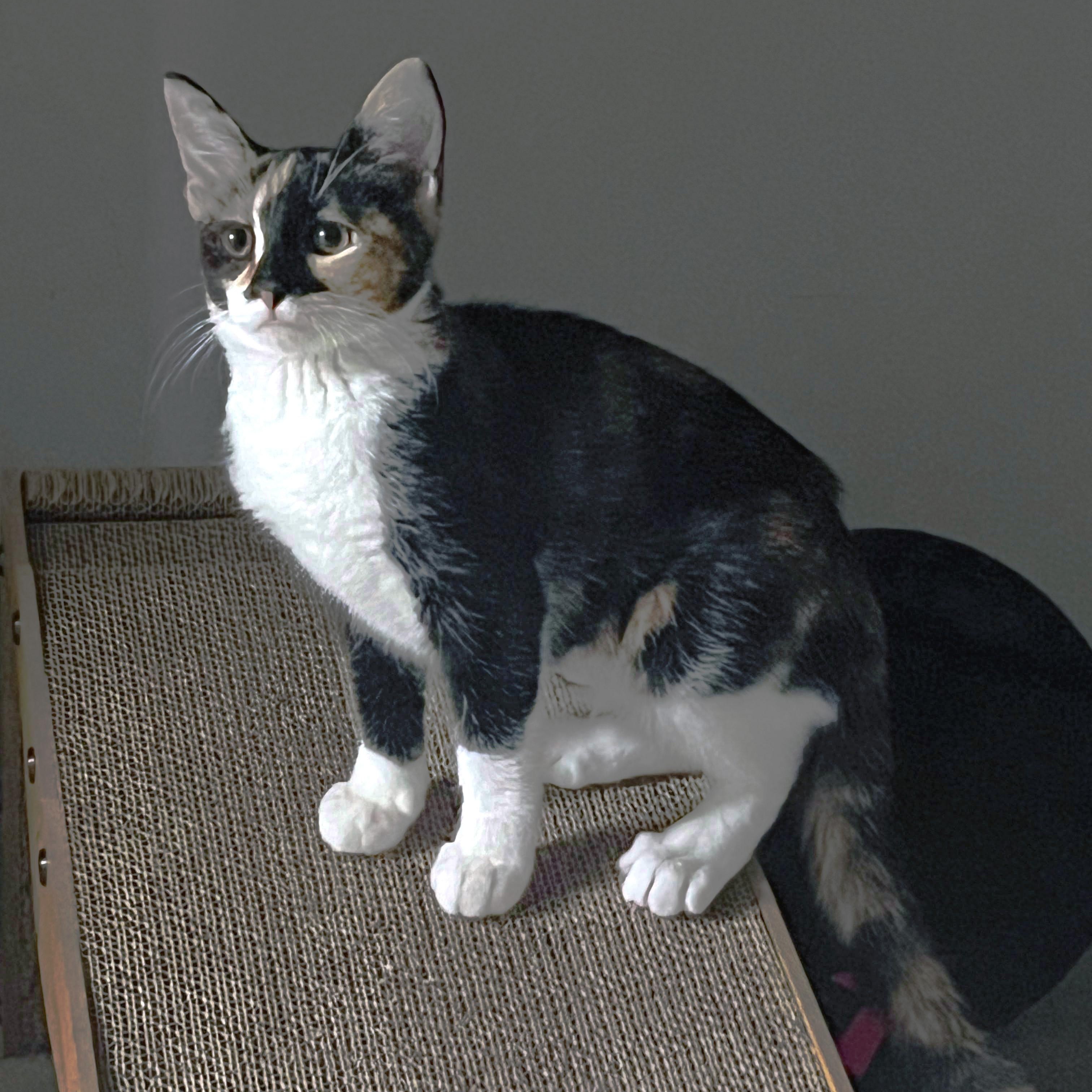 Minstrel, Adoptable, Kitten Female Domestic Short Hair.