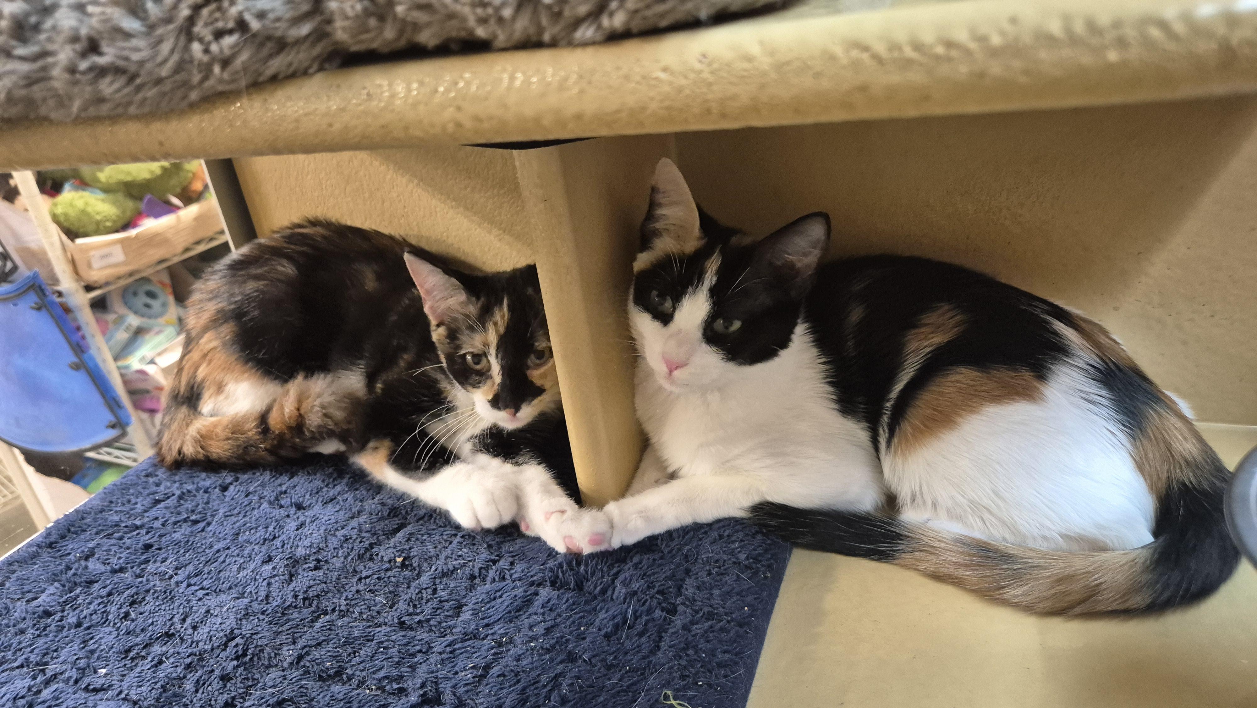 Minstrel, a Adoptable Domestic Short Hair in Apex, NC image 4/5