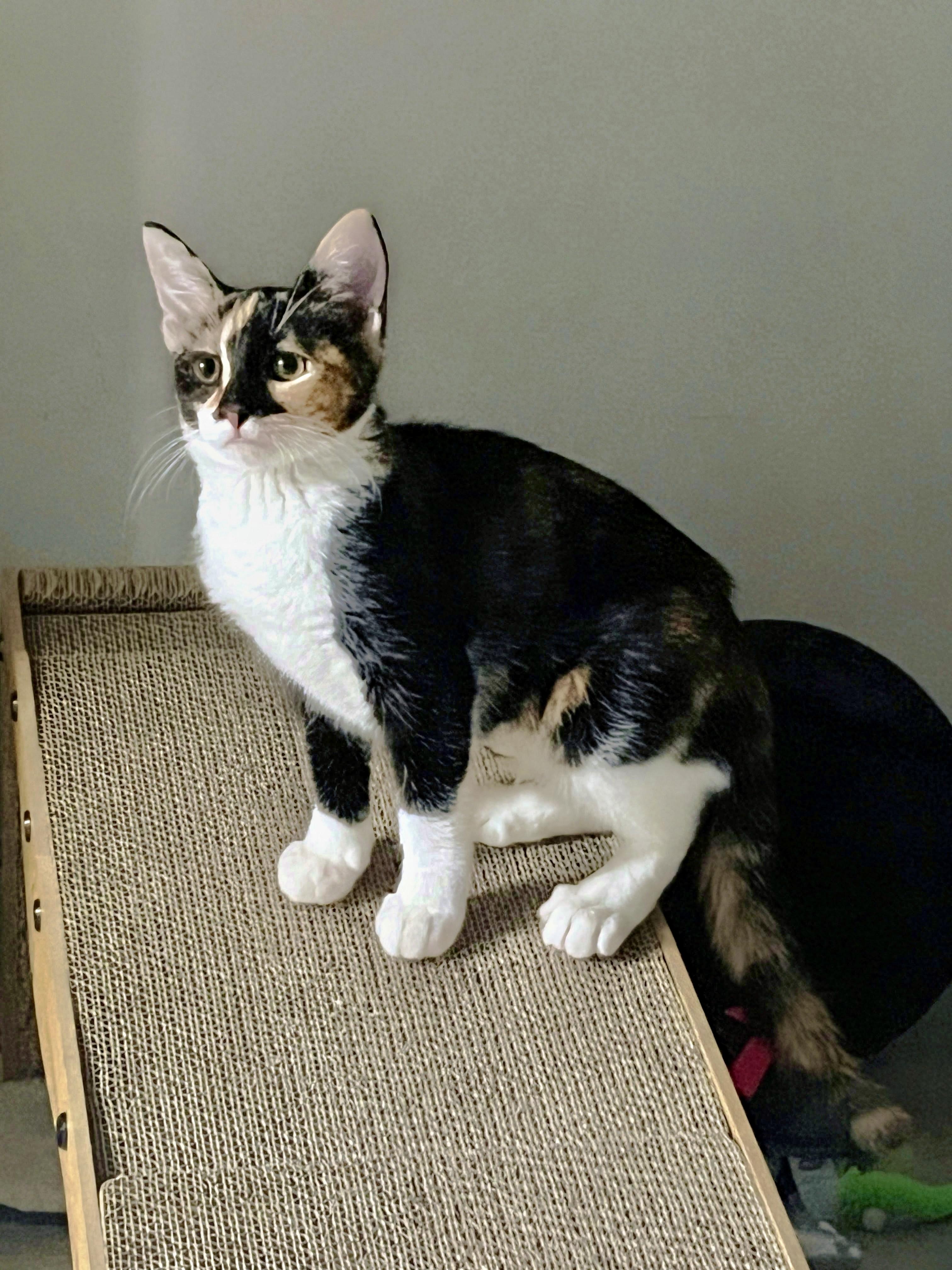 Minstrel, a Adoptable Domestic Short Hair in Apex, NC image 3/5
