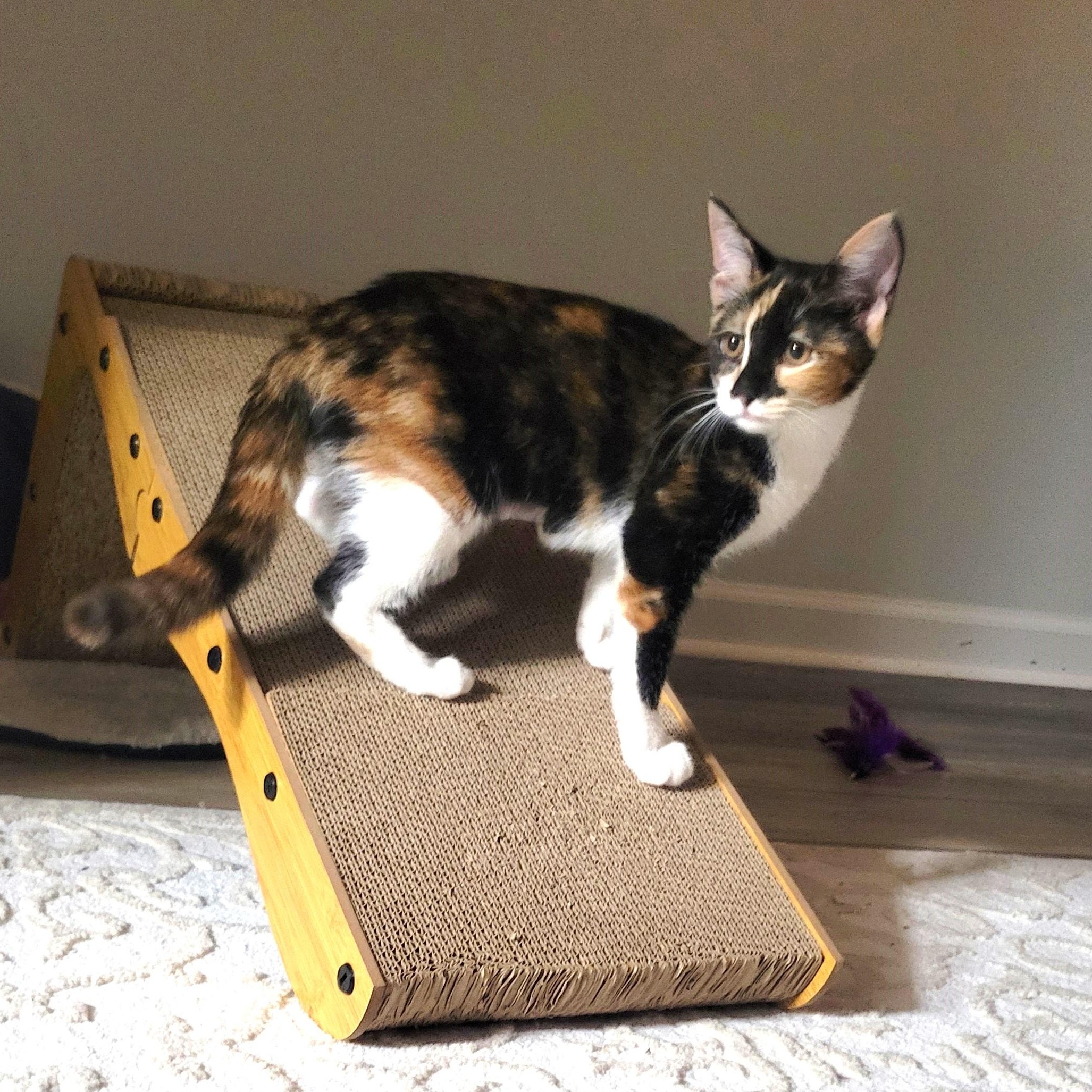 Minstrel, a Adoptable Domestic Short Hair in Apex, NC image 2/3