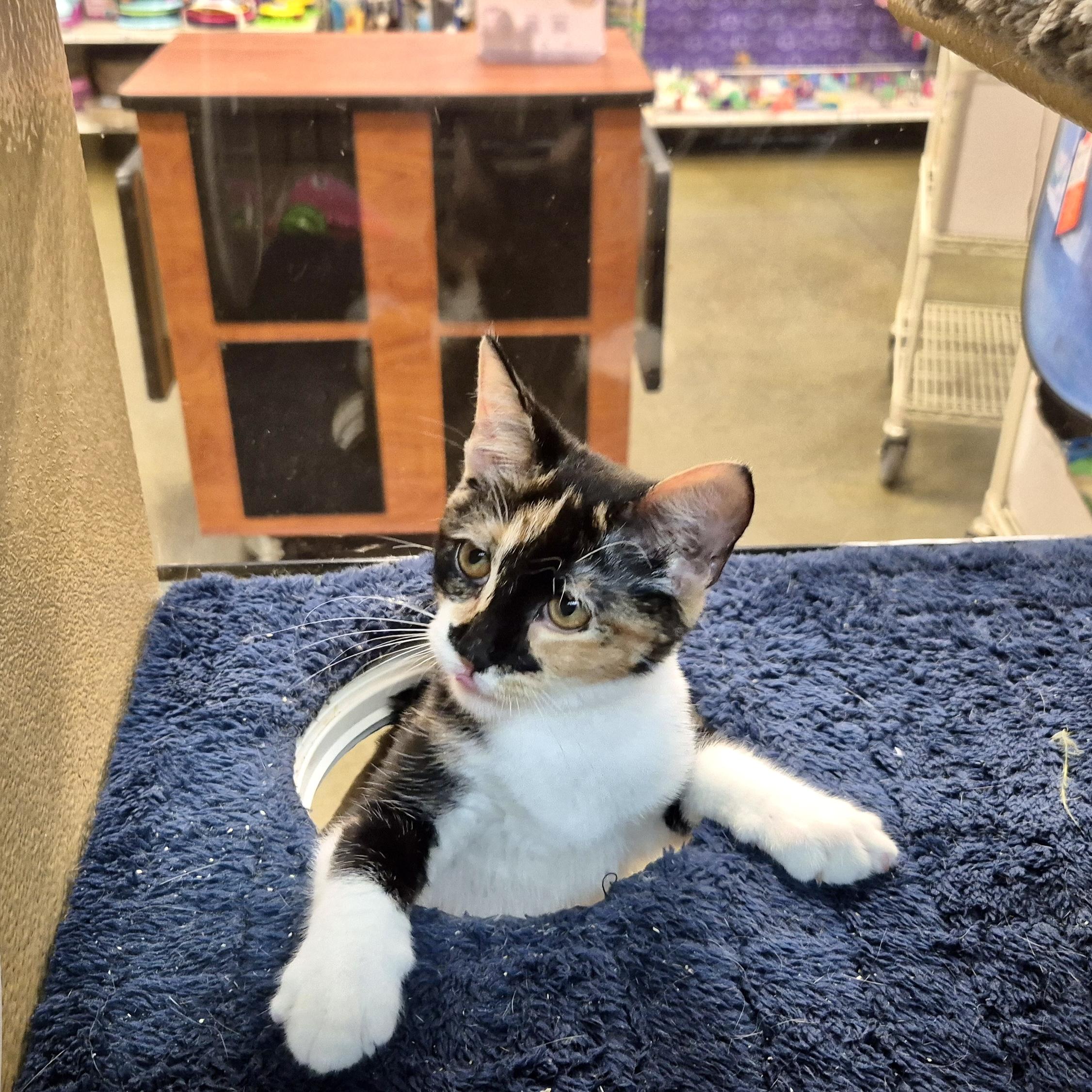 Minstrel, a Adoptable Domestic Short Hair in Apex, NC image 5/5