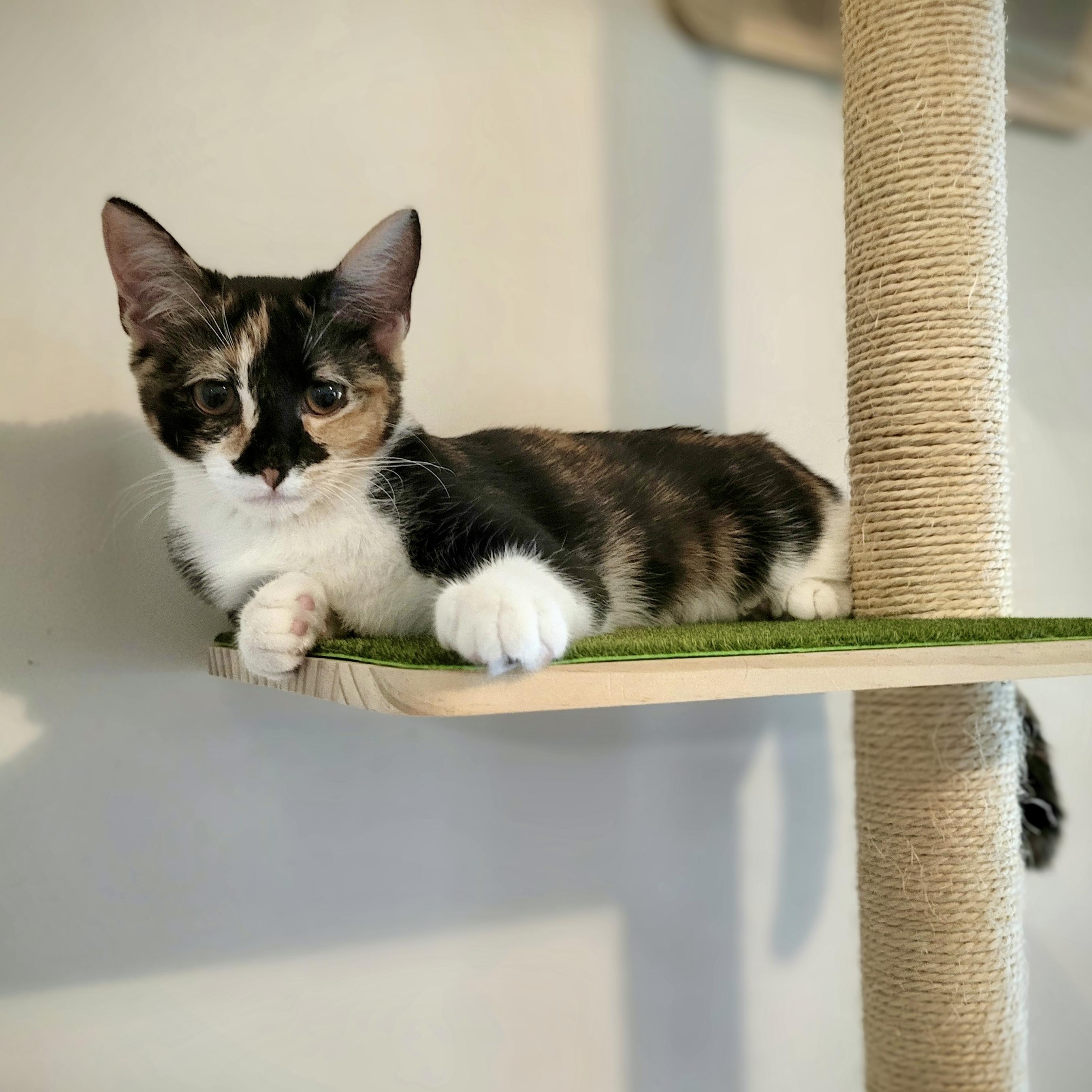 Minstrel, Adoptable, Kitten Female Domestic Short Hair.
