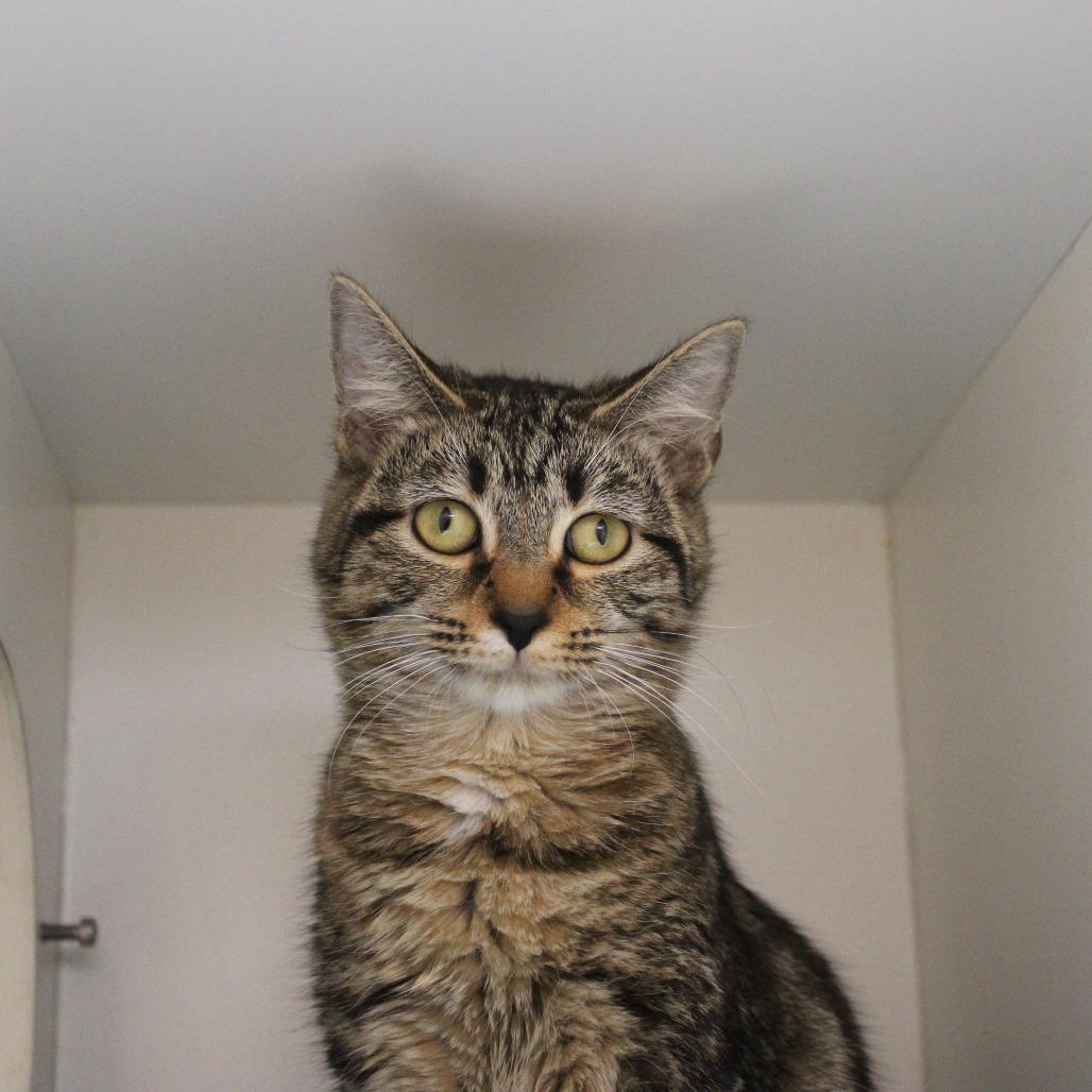 Paizley, Adoptable, Young Female Domestic Short Hair.