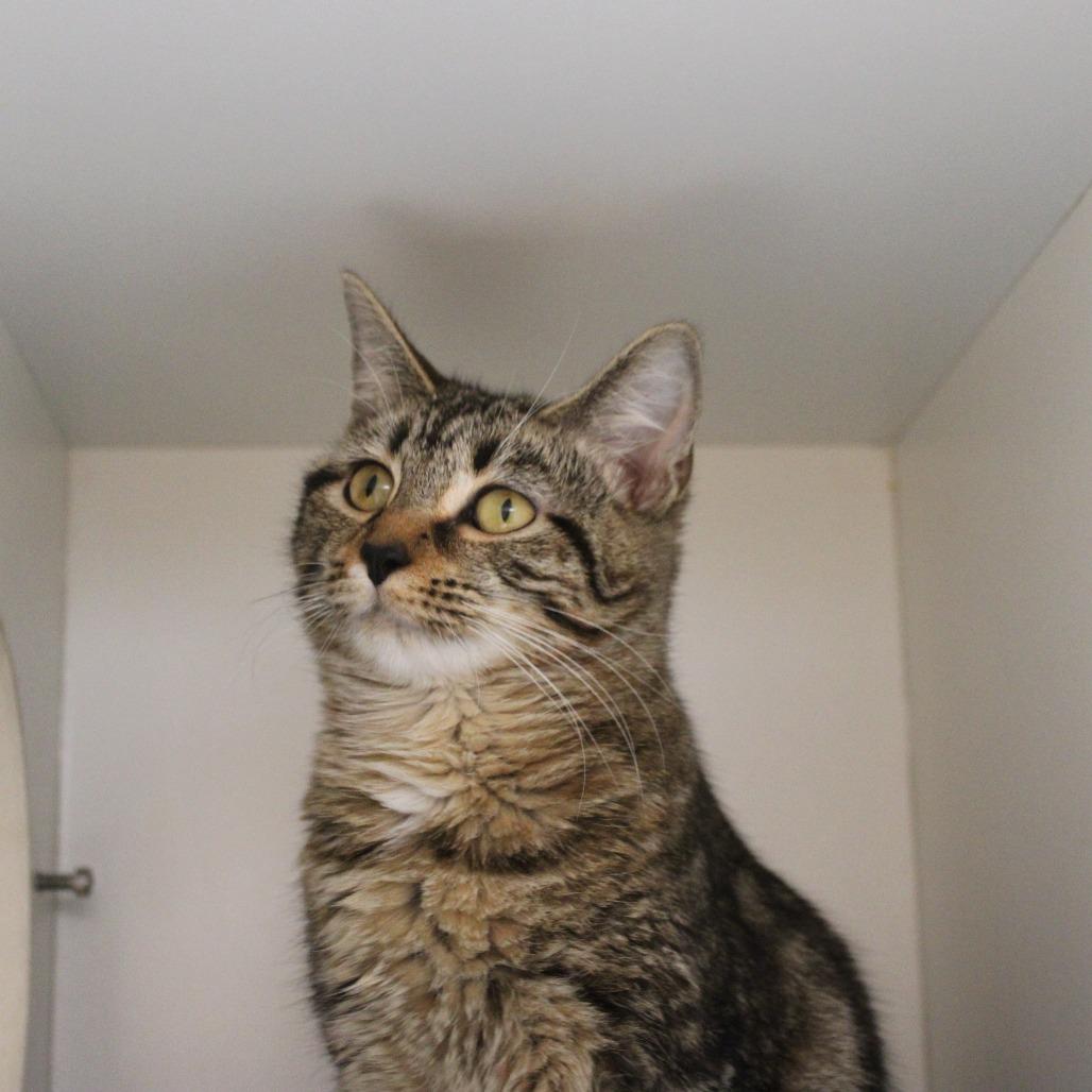 Enlarge Paizley, a Adoptable Domestic Short Hair in Champaign, IL image 2/4