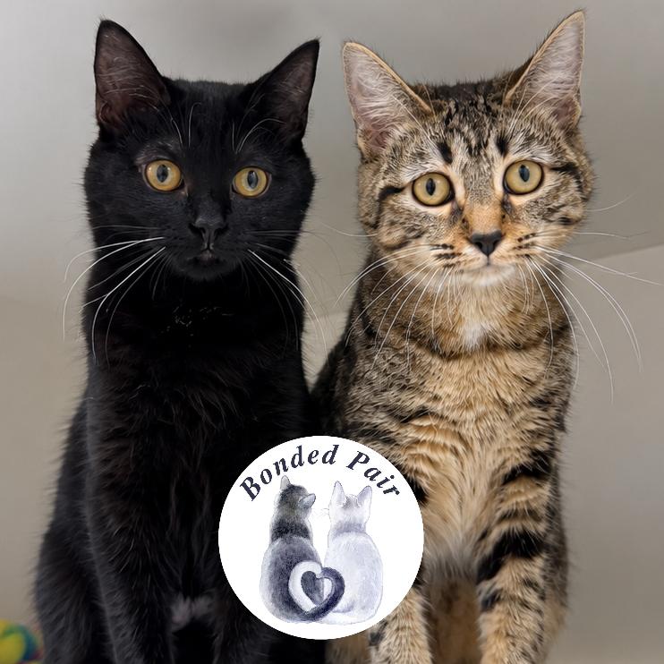 Enlarge Paizley, a Adoptable Domestic Short Hair in Champaign, IL image 3/4