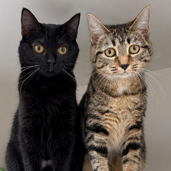 Enlarge Paizley, a Adoptable Domestic Short Hair in Champaign, IL image 4/4
