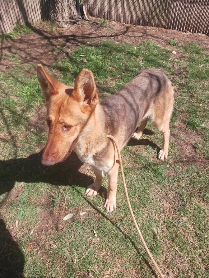 Canela ( cat friendly dog friendly kid friendly. ), an adopted German Shepherd Dog in ROCKFORD, IL image 2/5
