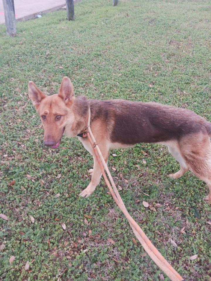 Canela ( cat friendly dog friendly kid friendly. ), an adopted German Shepherd Dog in ROCKFORD, IL image 3/5