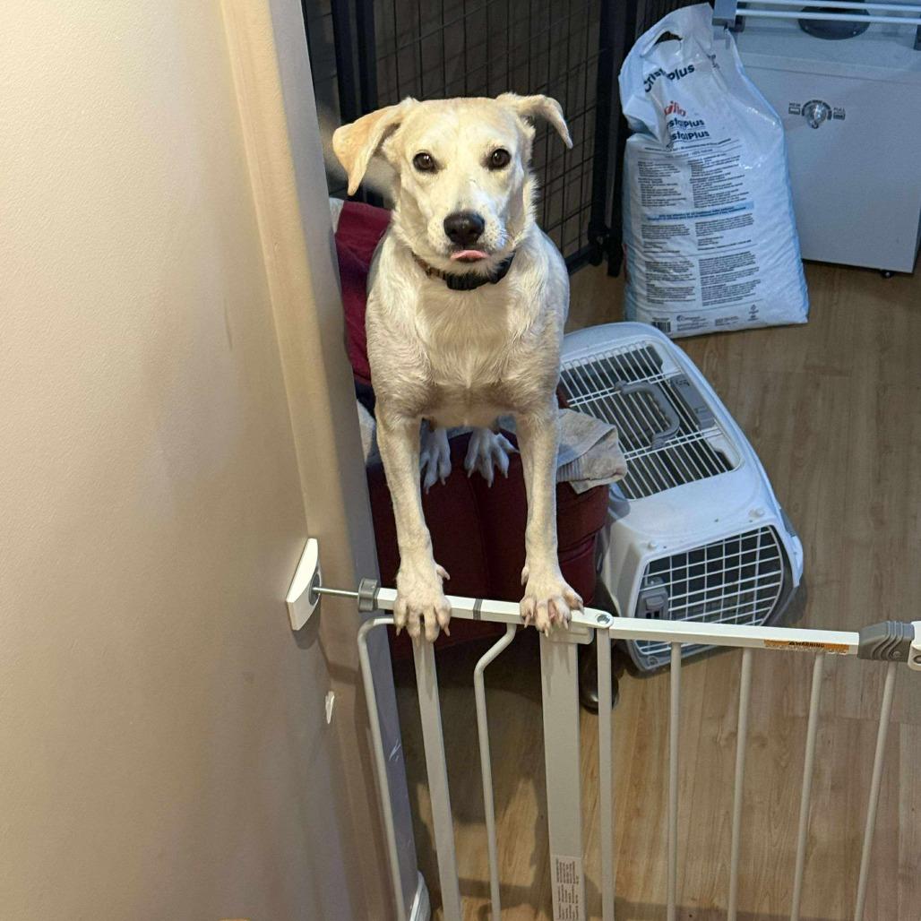 Momma Sophie, a Adoptable Mixed Breed in Calgary, AB image 1/6