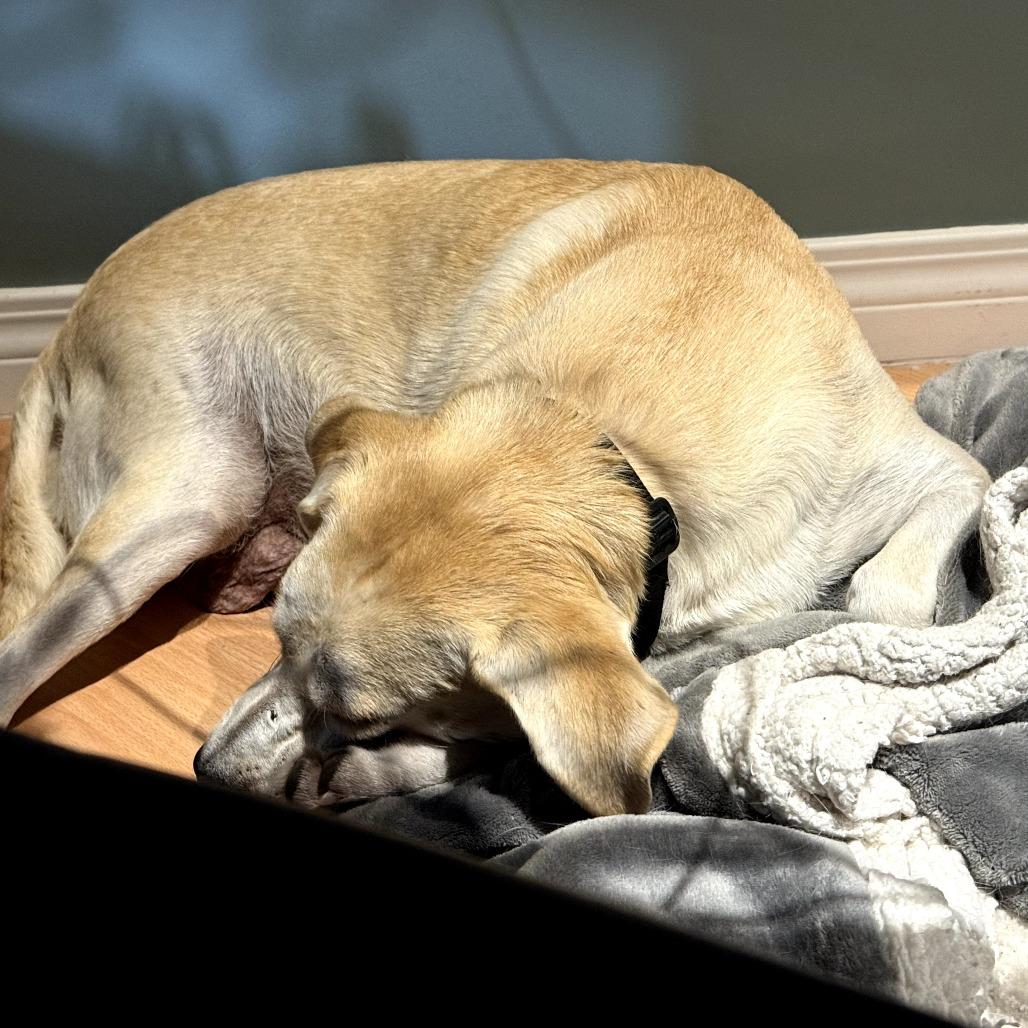 Momma Sophie, a Adoptable Mixed Breed in Calgary, AB image 3/6