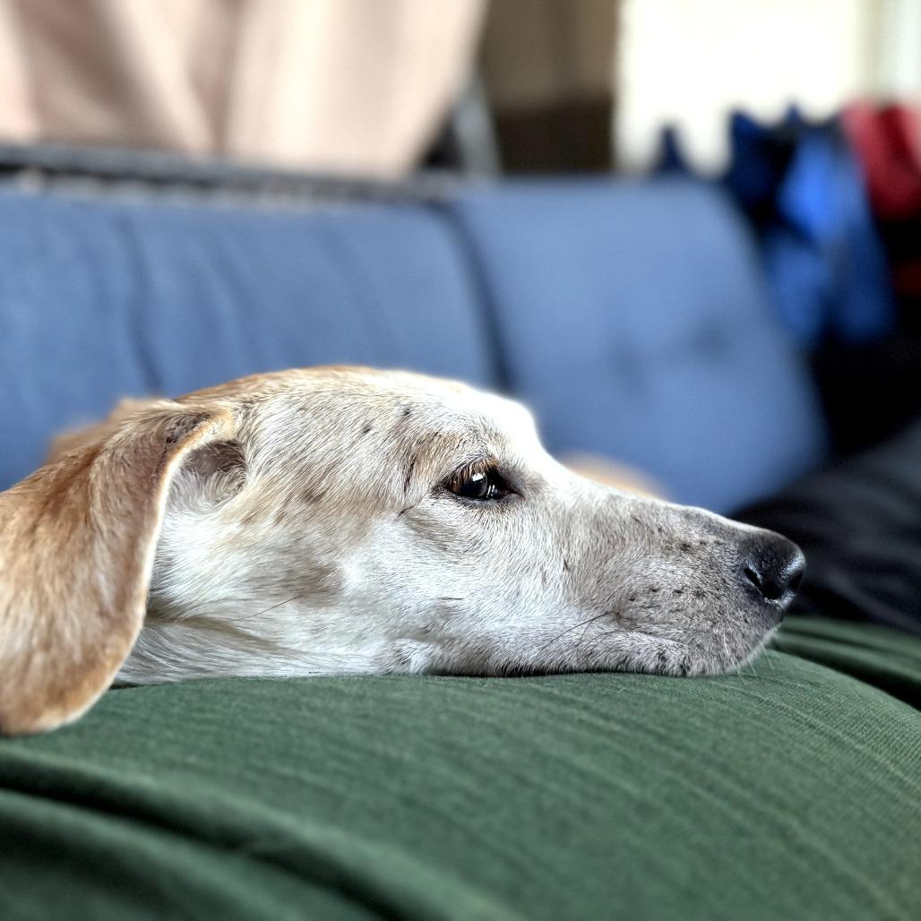 Momma Sophie, a Adoptable Mixed Breed in Calgary, AB image 4/6