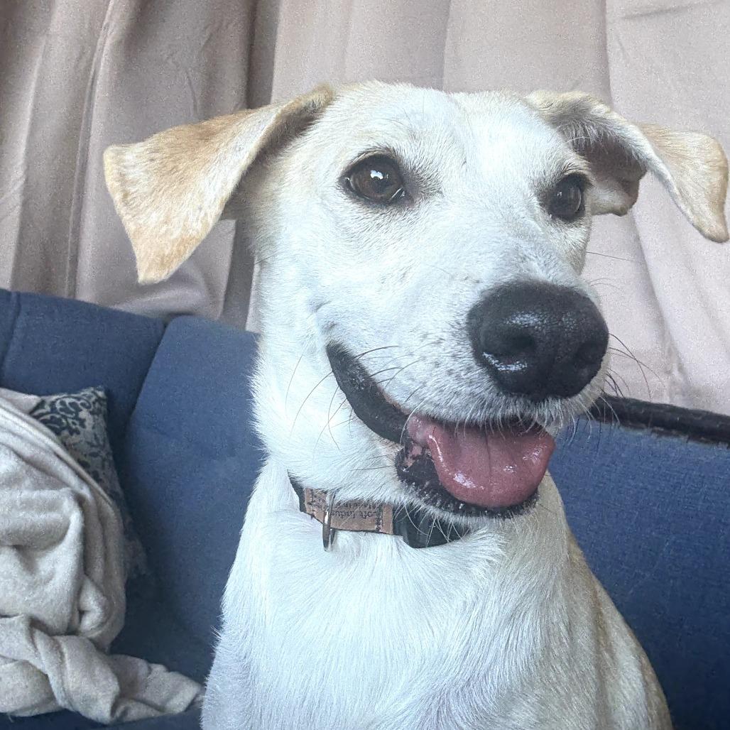 Momma Sophie, a Adoptable Mixed Breed in Calgary, AB image 6/6