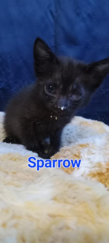 Sparrow, Adoptable, Kitten Male Domestic Short Hair.