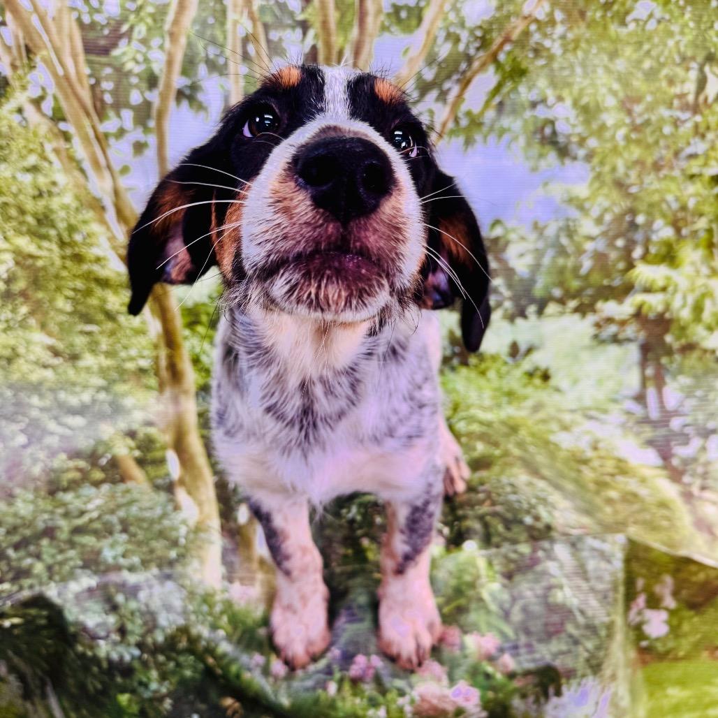 Enlarge Skylar, a Adopted mixed breed in Franklin, NC image 1/6