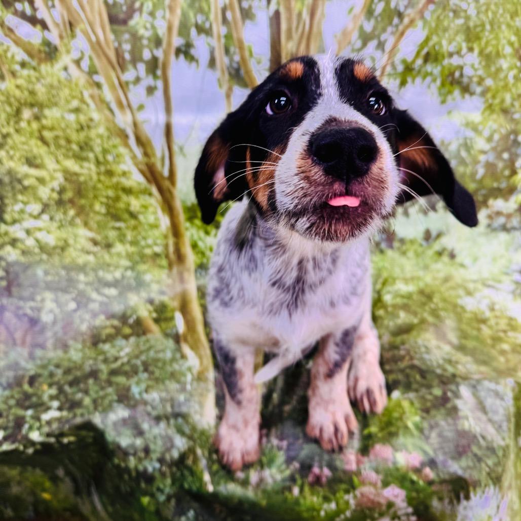 Enlarge Skylar, a Adopted mixed breed in Franklin, NC image 2/6