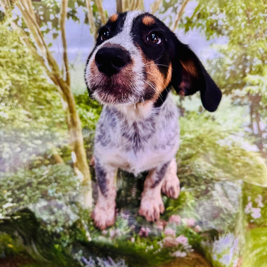 Enlarge Skylar, a Adopted mixed breed in Franklin, NC image 3/6