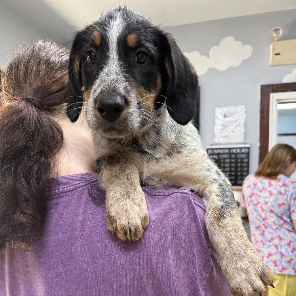 Enlarge Skylar, a Adopted mixed breed in Franklin, NC image 4/6