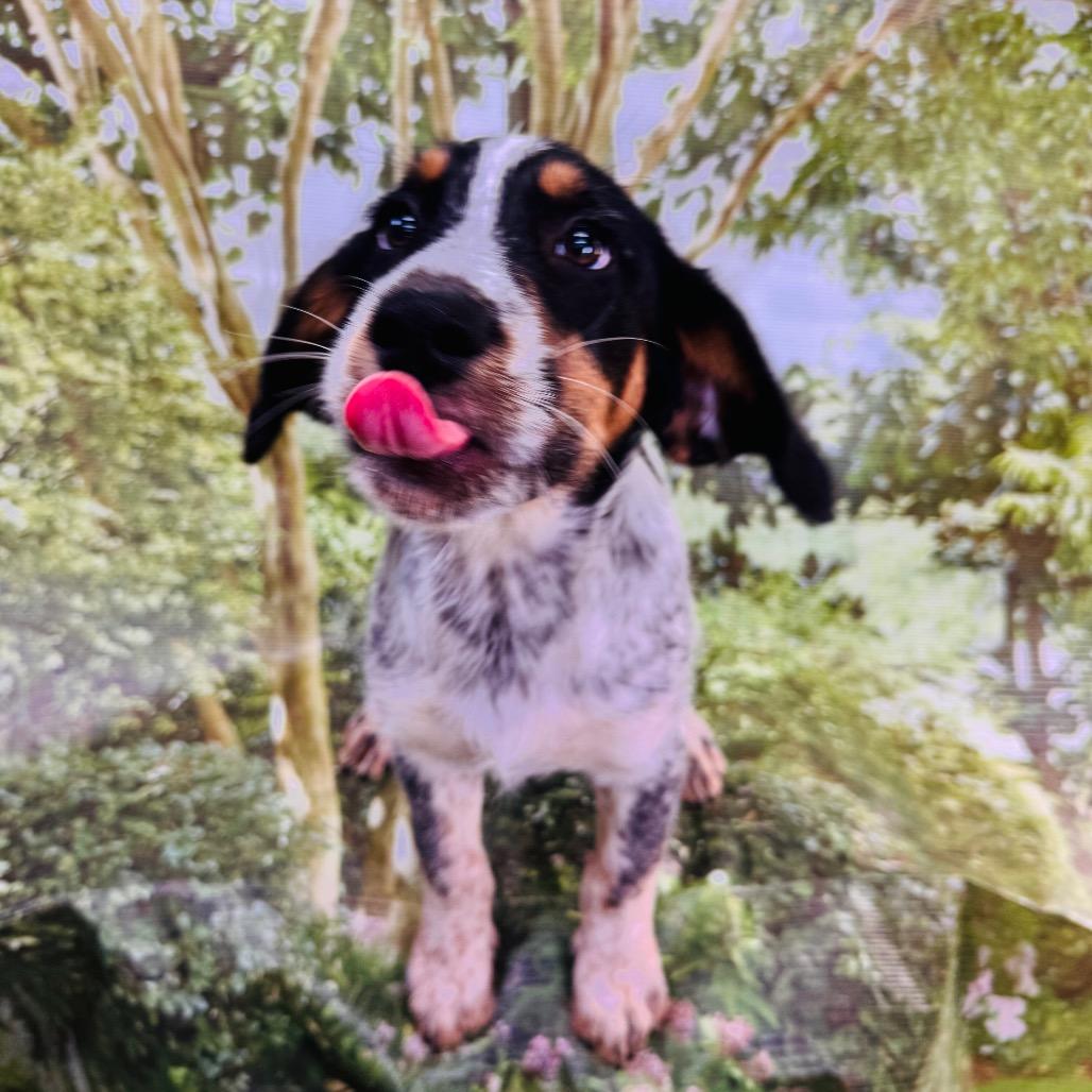 Enlarge Skylar, a Adopted mixed breed in Franklin, NC image 5/6