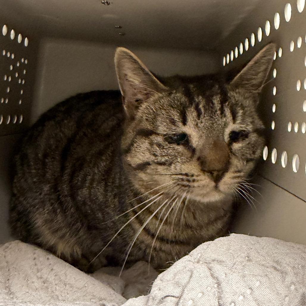 Biscoff, a Adoptable Domestic Short Hair in East Smithfield , PA image 1/6