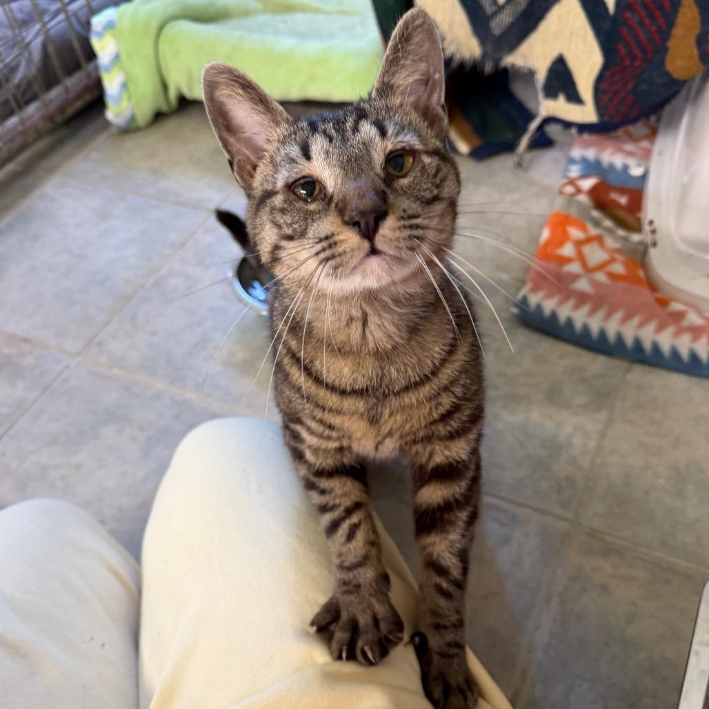 Biscoff, a Adoptable Domestic Short Hair in East Smithfield , PA image 1/6